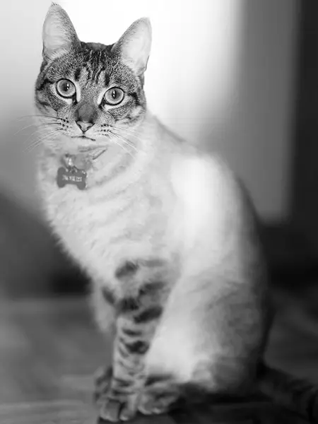 Boris, o gato